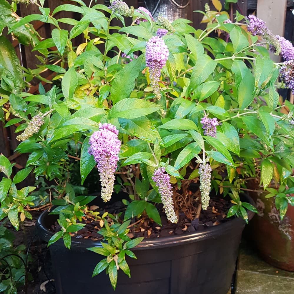 miniature buddleia growing from a round plastic pot