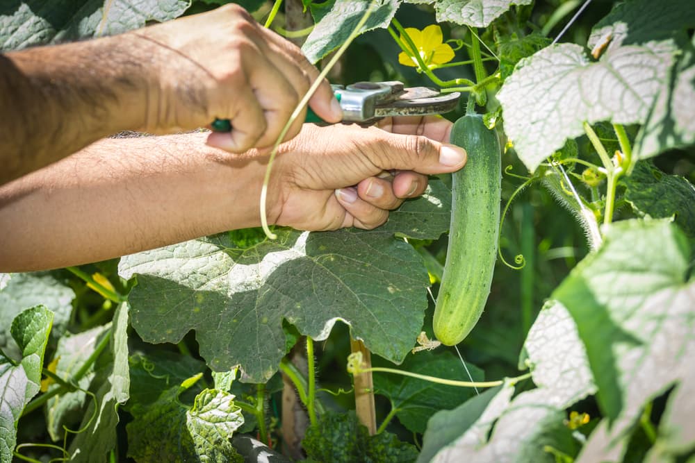 secateurs being used to harvest cucumbers from the plant