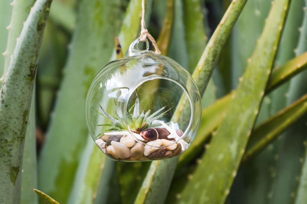 a hanging container filled with stones and a bromeliad air plant with long, thick cacti leaves as a backdrop