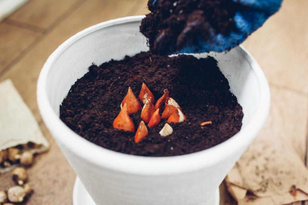 small bulbs being planted into a white container and covered in soil
