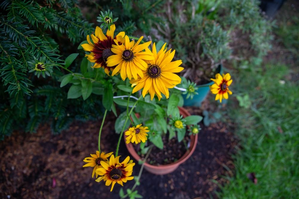 black eyed susan growing in a garden pot