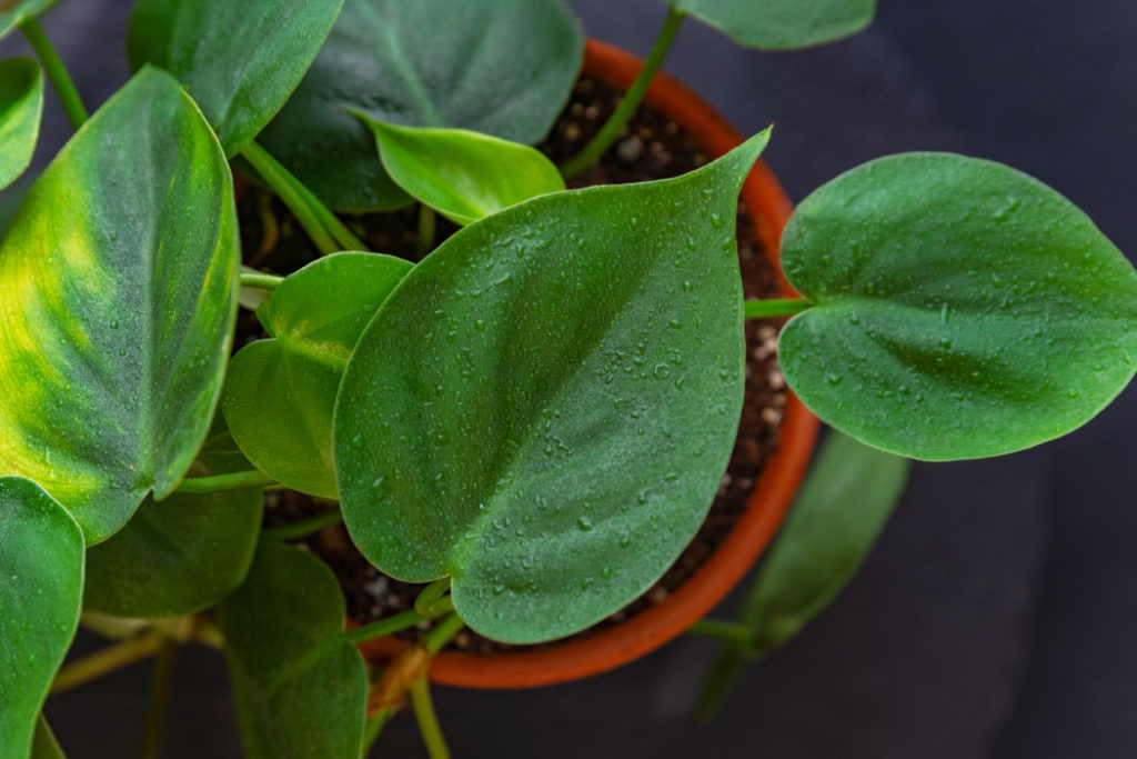 sweetheart plant growing in a container covered in water droplets