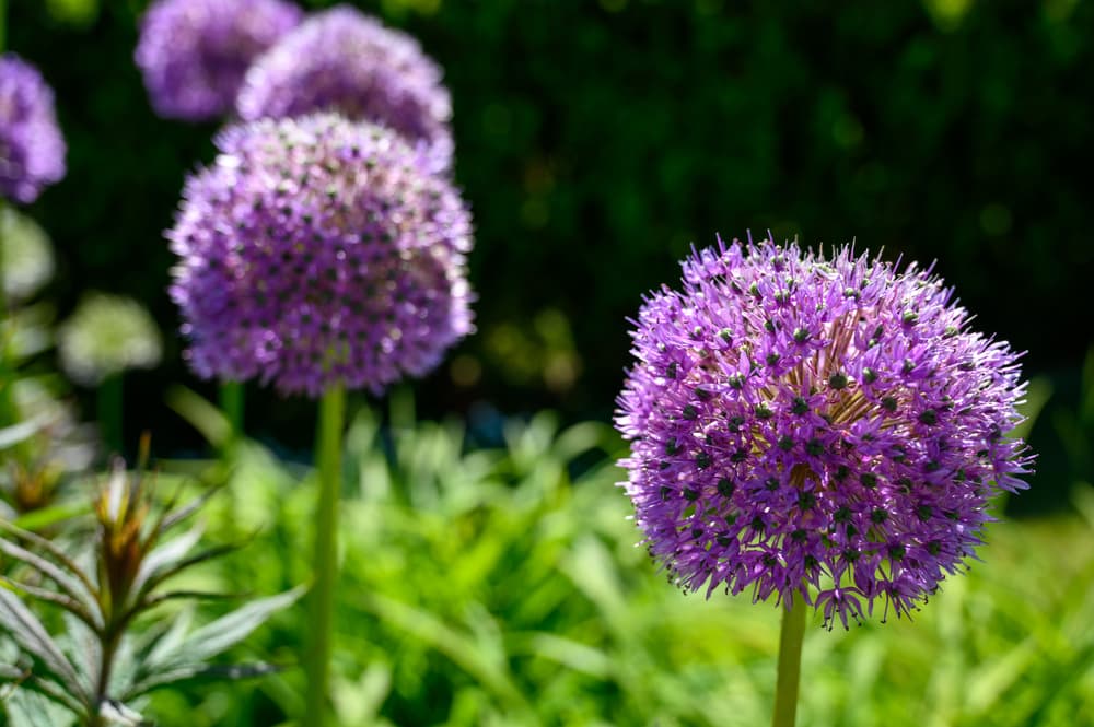 globular flowers of Allium 'His Excellency' variety in the garden