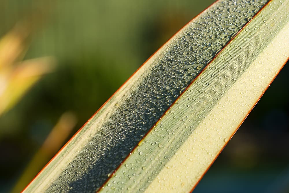 magnified view of a phormium leaf covered in droplets of water