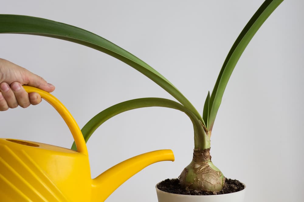 a yellow watering can pouring water on the bulb of a Hippeastrum