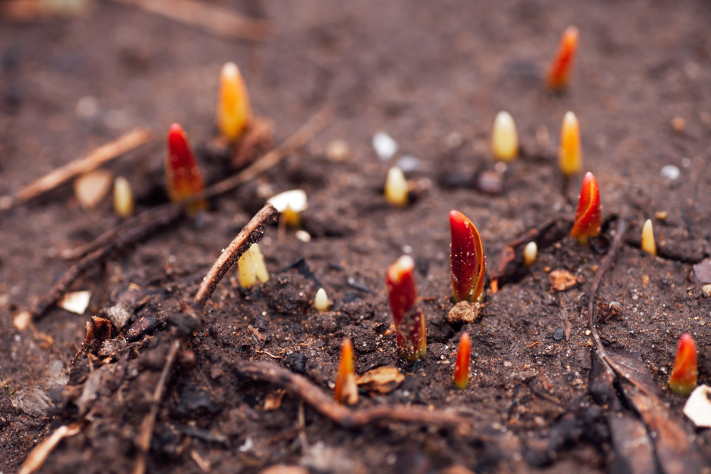 red peony stems sprouting from the ground