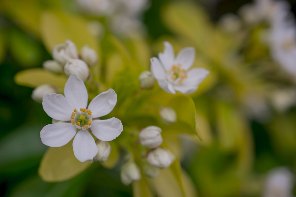 white flowers from a choisya shrub with its yellow foliage in the blurred background