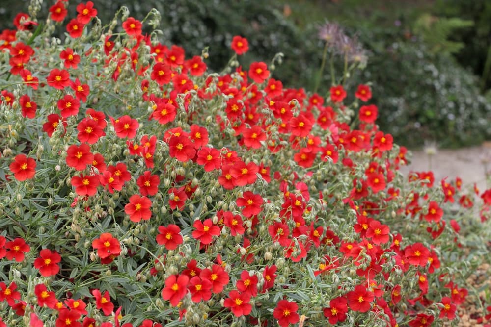 many red flowers of Helianthemum 'Henfield Brilliant'