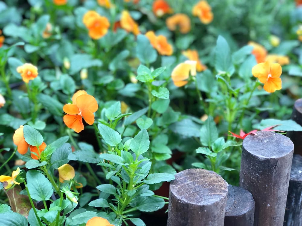 orange coloured Erysimum marshallii