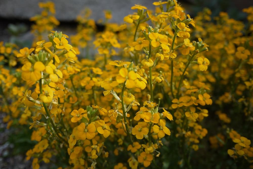 prairie rocket plant with upright stems of bushy yellow flowers