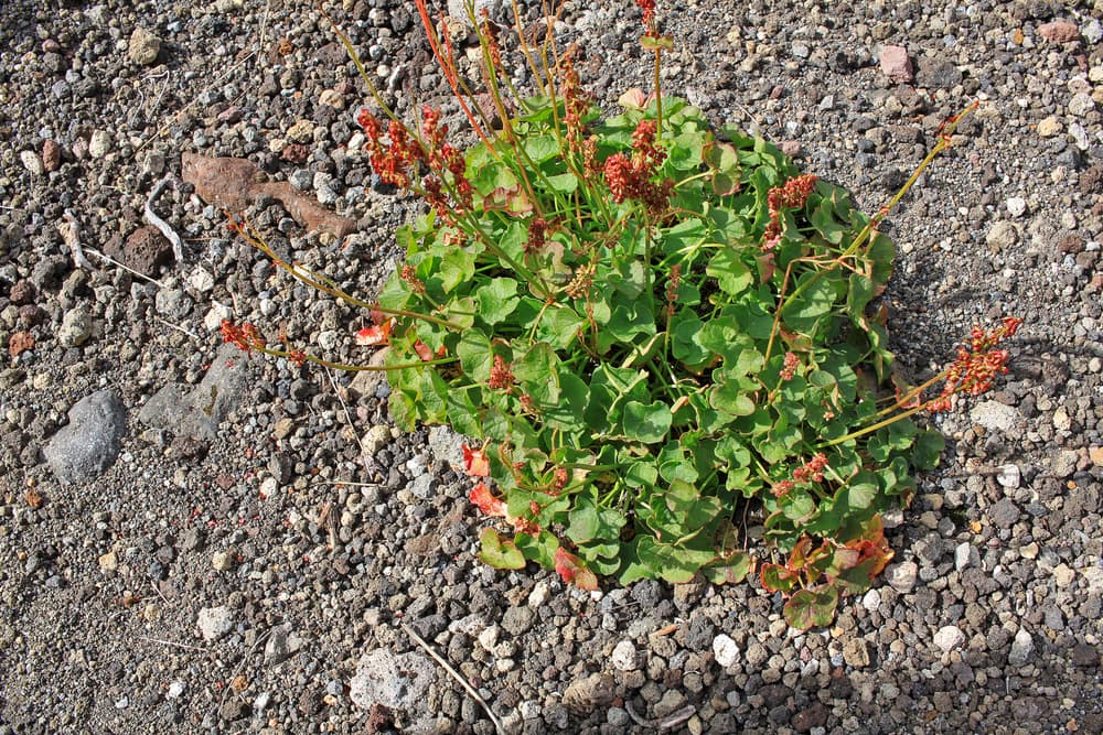 mountain sorrel growing in rocky, mountainous ground