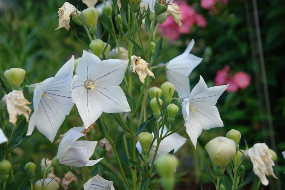 fairy snow platycodon flowers with white and purple veined colours