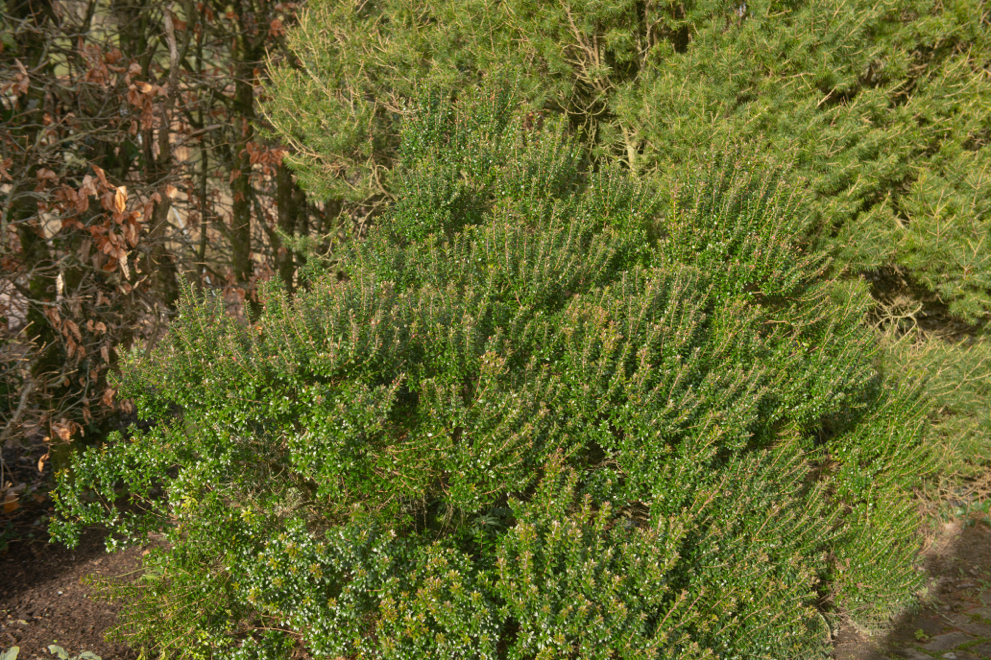 tarentum myrtle shrub with long branches covered in tiny leaves growing outside next to some dying trees