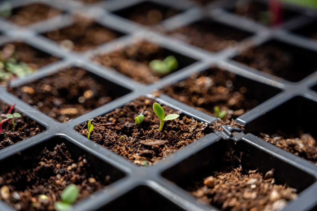 a seed tray full of compost with seedlings sprouting through the surface of the soil