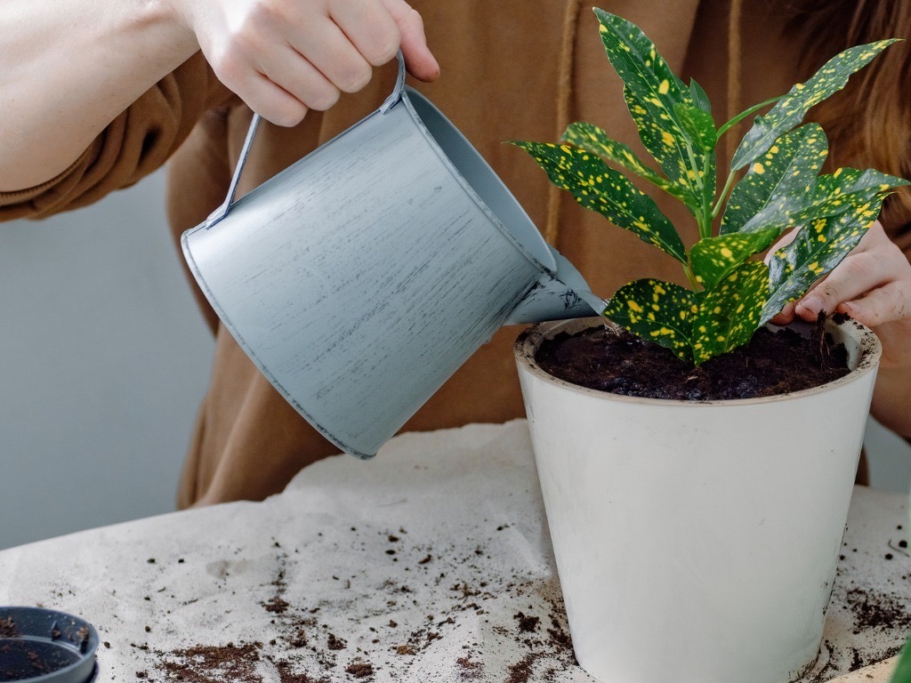 someone using a jug to water the base of a potted croton plant with yellow and green leaves