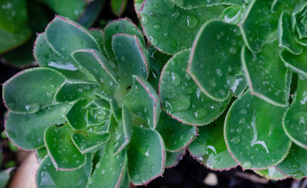 aeonium succulents covered in water droplets