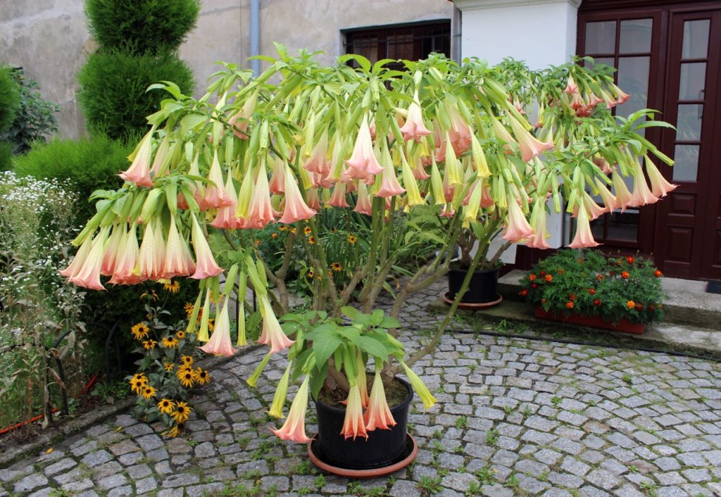 pink and green flowering Angels Trumpets plant growing in a pot outside