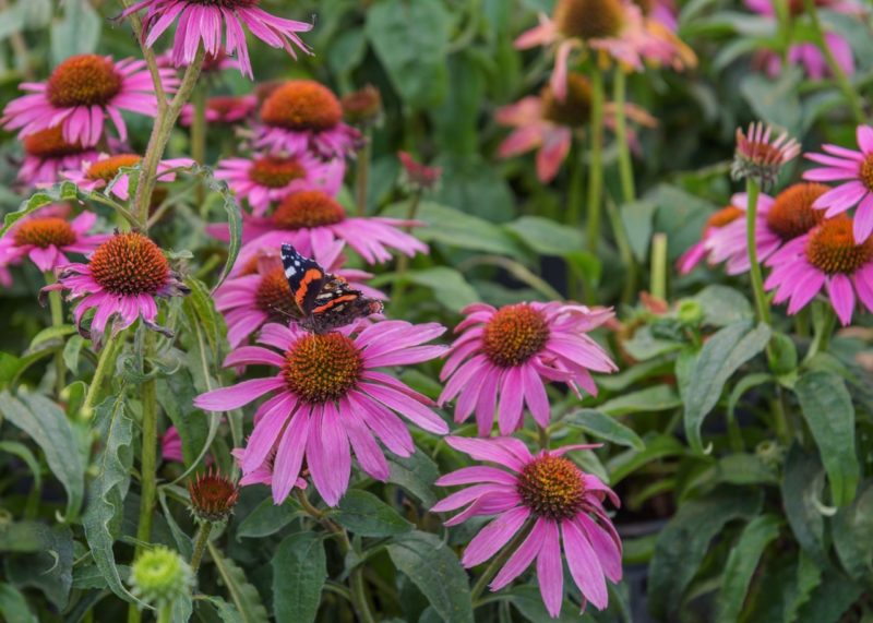 How To Grow Echinacea Purpurea 'Purple Coneflower'
