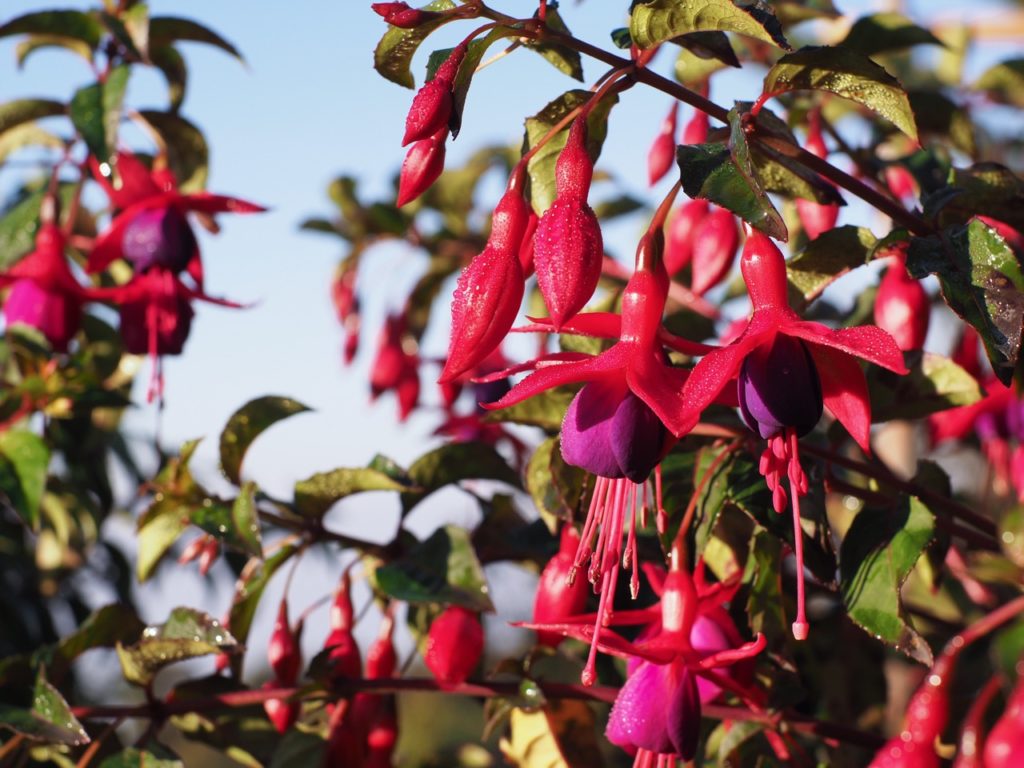 pink and purple flowering fuchsia plant growing outside with a blue sky in the background
