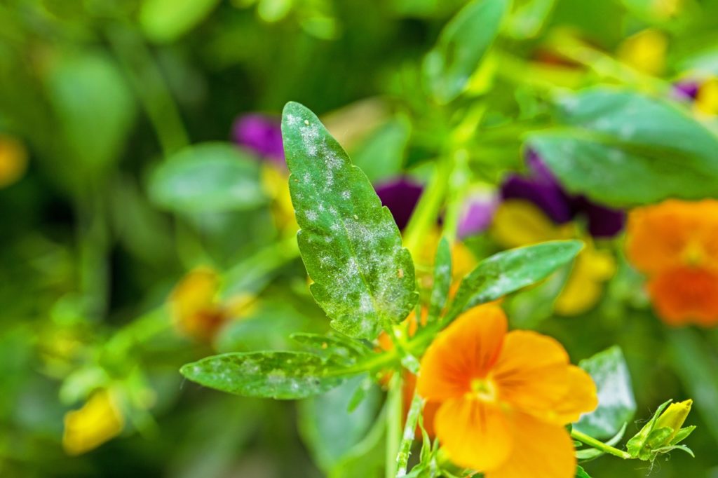 powdery mildew shown on the leaf of a viola plant
