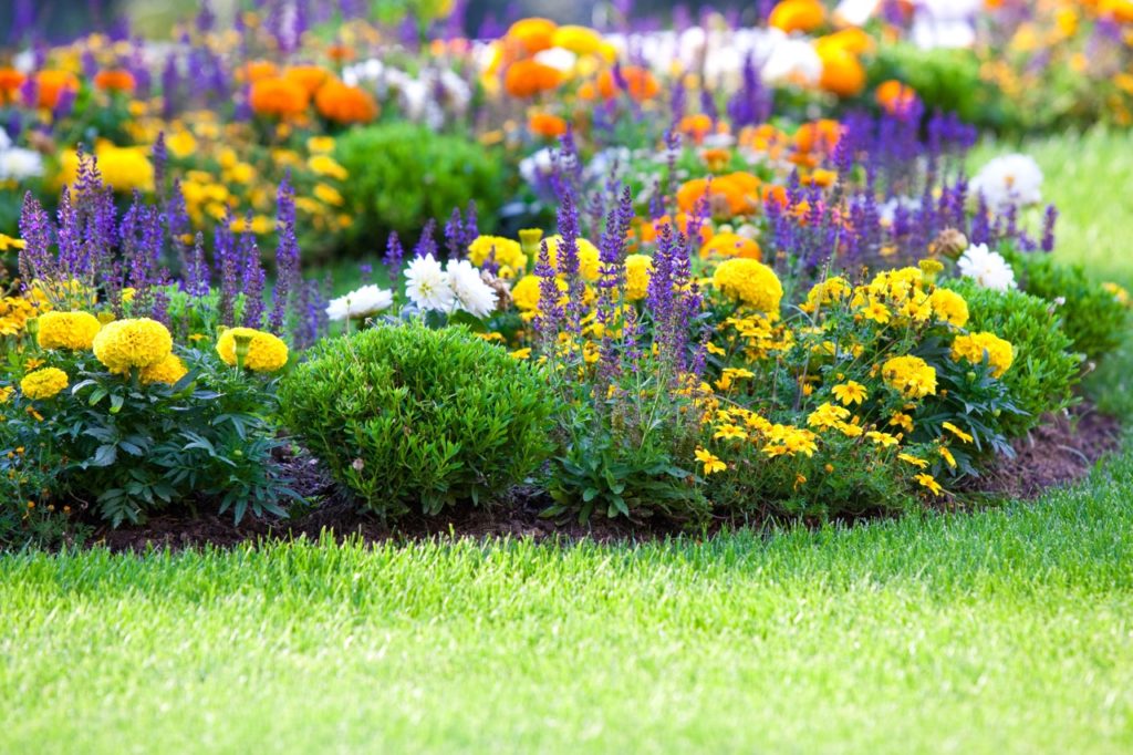 orange, yellow, white and purple perennials growing in a garden bed