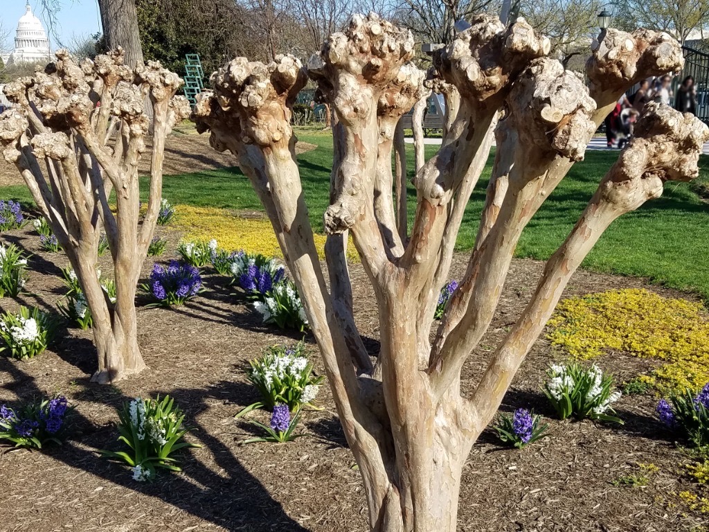 two Lagerstroemia indica that have been hard pruned with no foliage left growing in the ground outside with white and purple hyacinth flowers growing underneath them