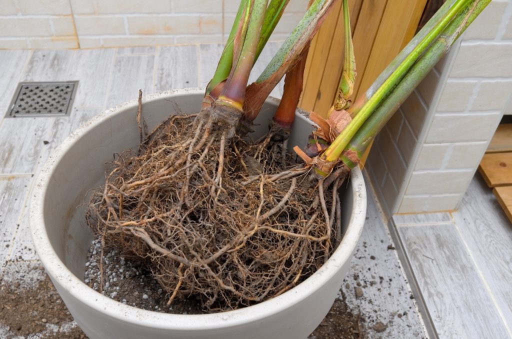 an indoor-grown Dypsis lutescens that has been lifted from its current container to reveal its roots
