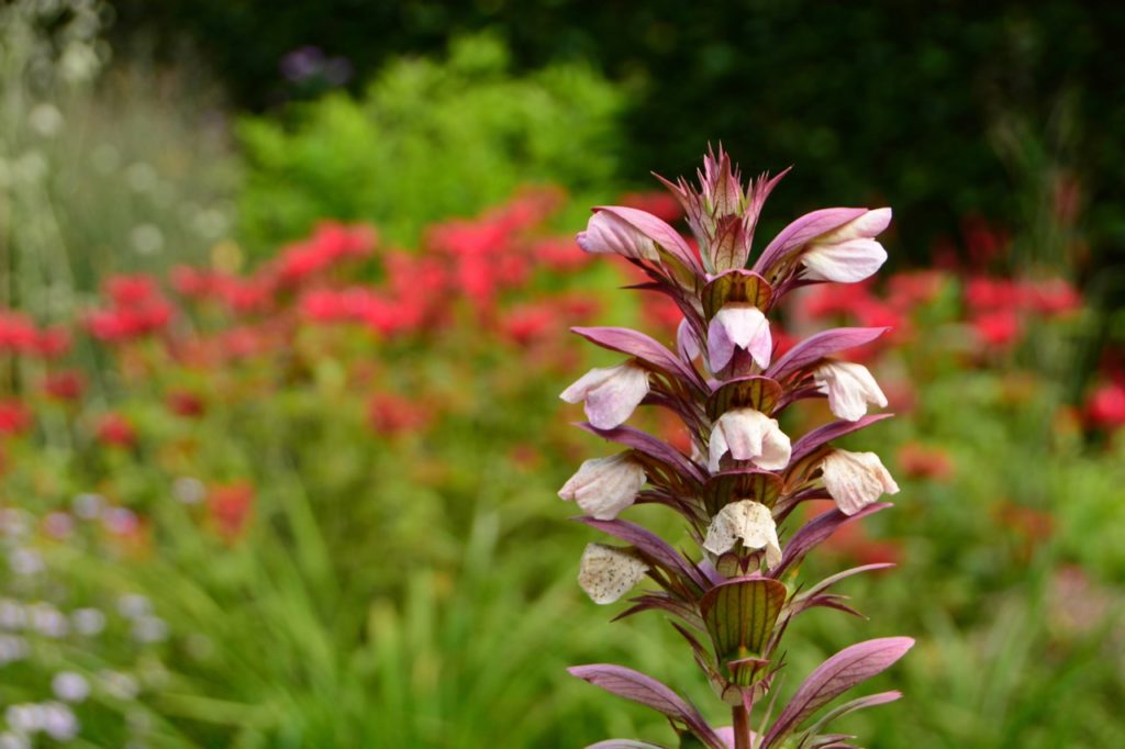 a tall green stem of a bear's breech plant