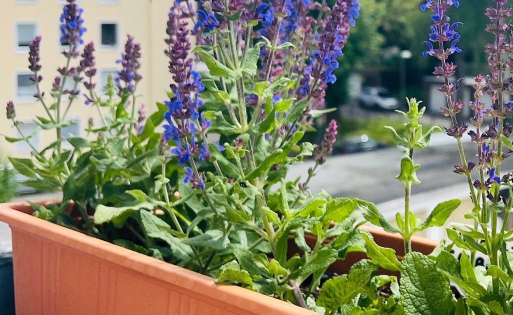 salvias with purple and blue flowers growing in a wide container outside on a balcony in front of a road and a block of flats