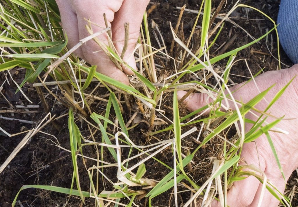 hands pulling the roots of grass apart