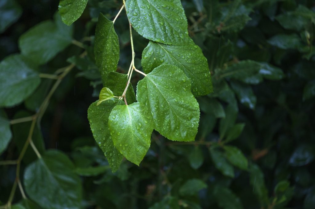 the round green leaves of a black mulberry tree covered in water droplets