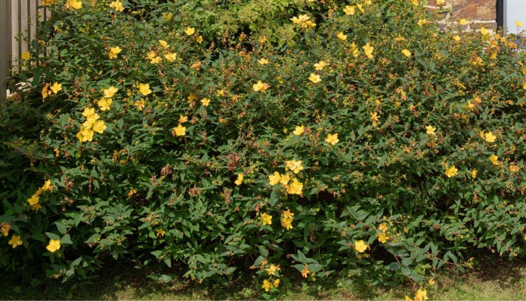 yellow flowering hypericum shrub growing outside in front of a brick wall