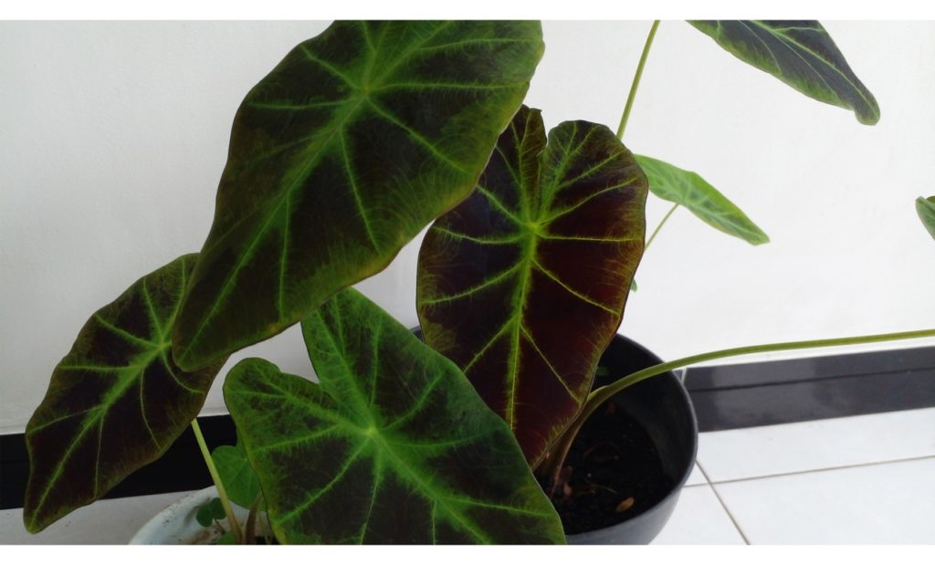 Colocasia esculenta 'illustris' with dark purple and green leaves growing indoors in a pot on a tiled floor