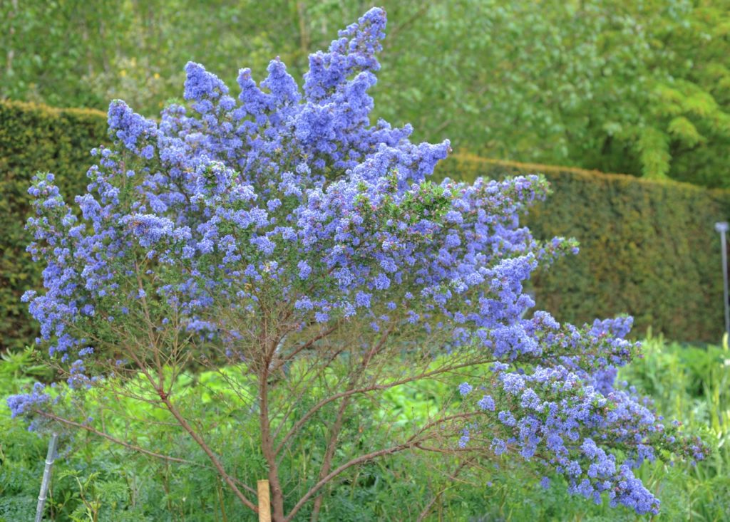 blue flowering ceanothus tree growing outside in front of some green shrubs, hedges and trees