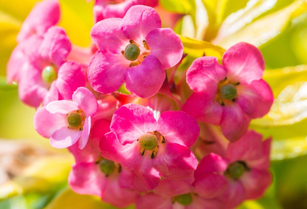 escallonia plant bearing several pink blooms with green centres growing in the sun