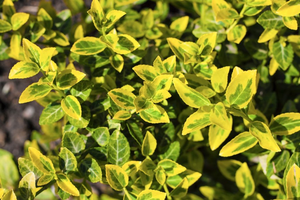 yellow and green variegated leaves growing from a euonymus fortunei 'Emerald 'n' Gold' shrub