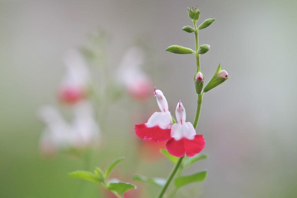 white and red flowers growing on a long green stem from a salvia 'hot lips' plant