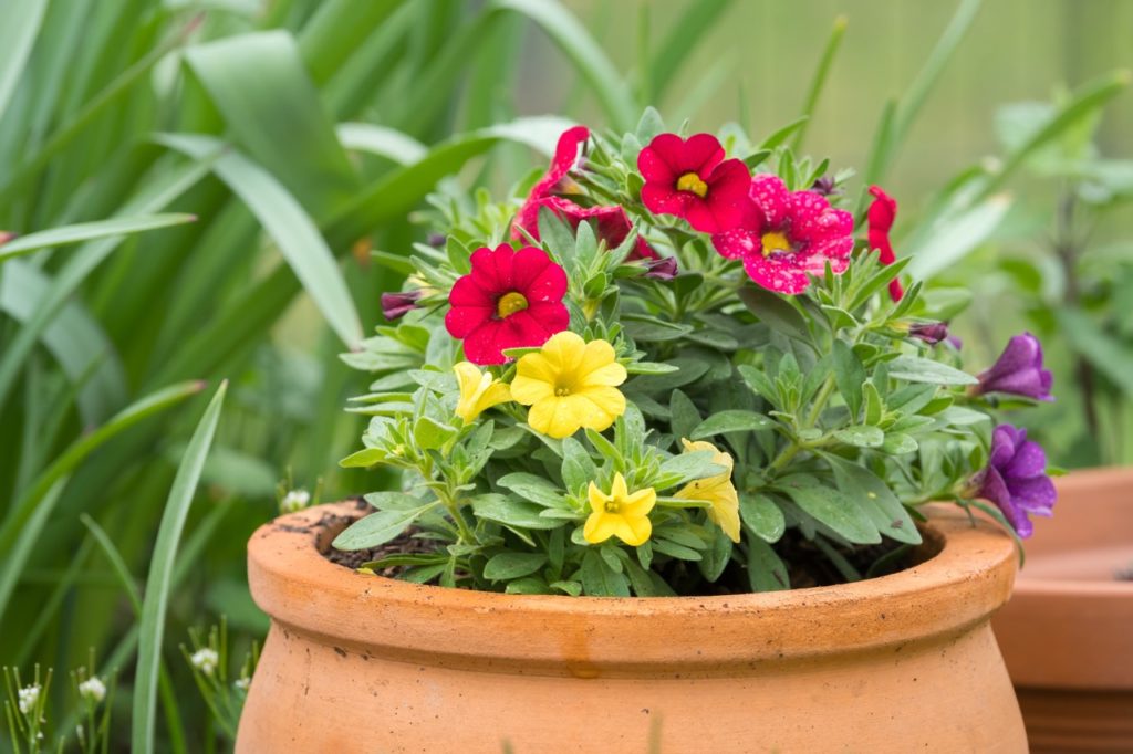 red, purple and yellow calibrachoa plants growing in a clay container outside