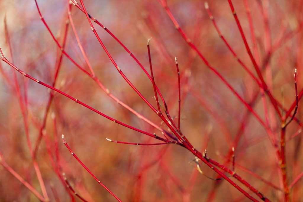 the thin red branches from a common dogwood shrub growing outside during the winter months