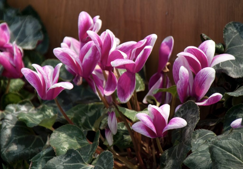 pink and white flowering cyclamen with dark green variegated leaves growing in front of a timber wall