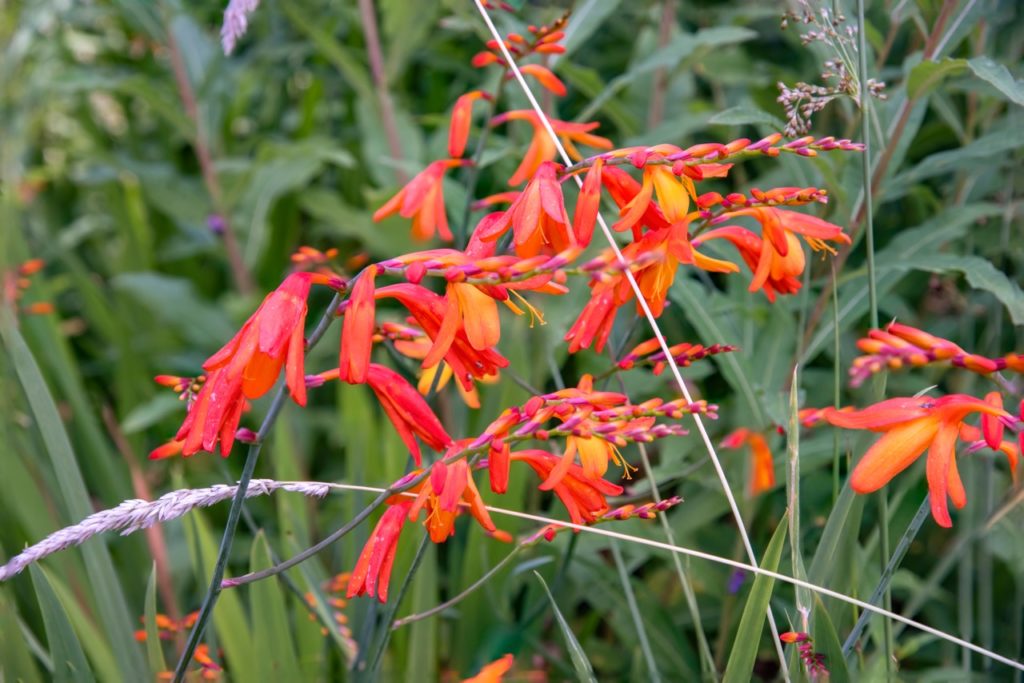 crocosmia hellfire with orange and red flowers growing outdoors