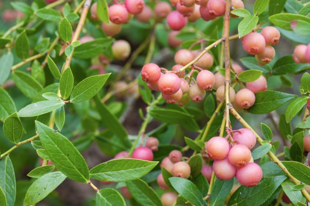 pink-orange blueberries from a vaccinium 'pink lemonade' plant growing outdoors