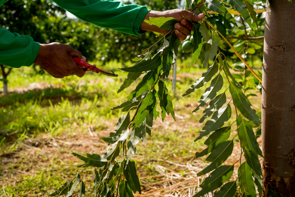someone using a pair of red secateurs to prune a branch from a eucalyptus tree growing outside