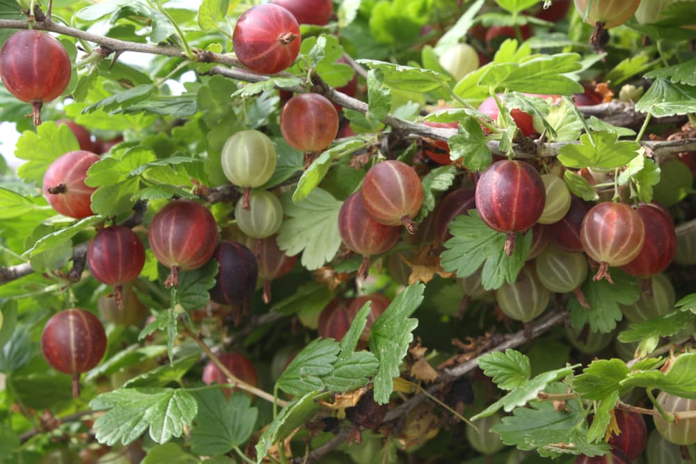 marlet fruits on the branch in various stages of ripeness with green and red colours