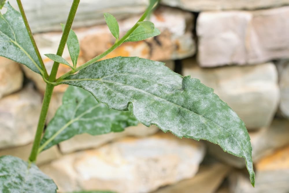 powdery mildew shown on the leaves of a plant