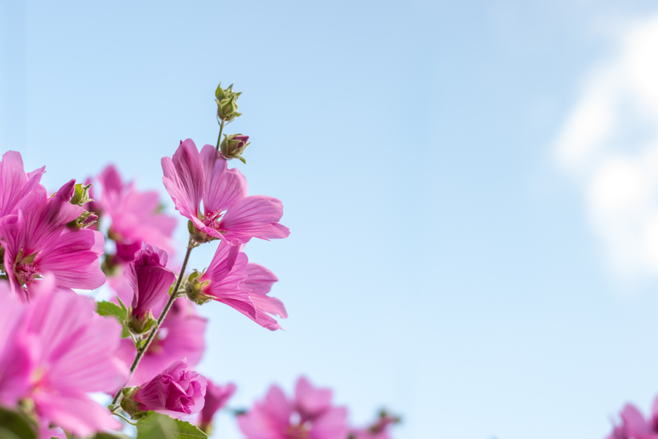 lavatera x clementii 'Rosea' plant with pink flowers and some green buds which haven't bloomed yet with the blue sky as a backdrop
