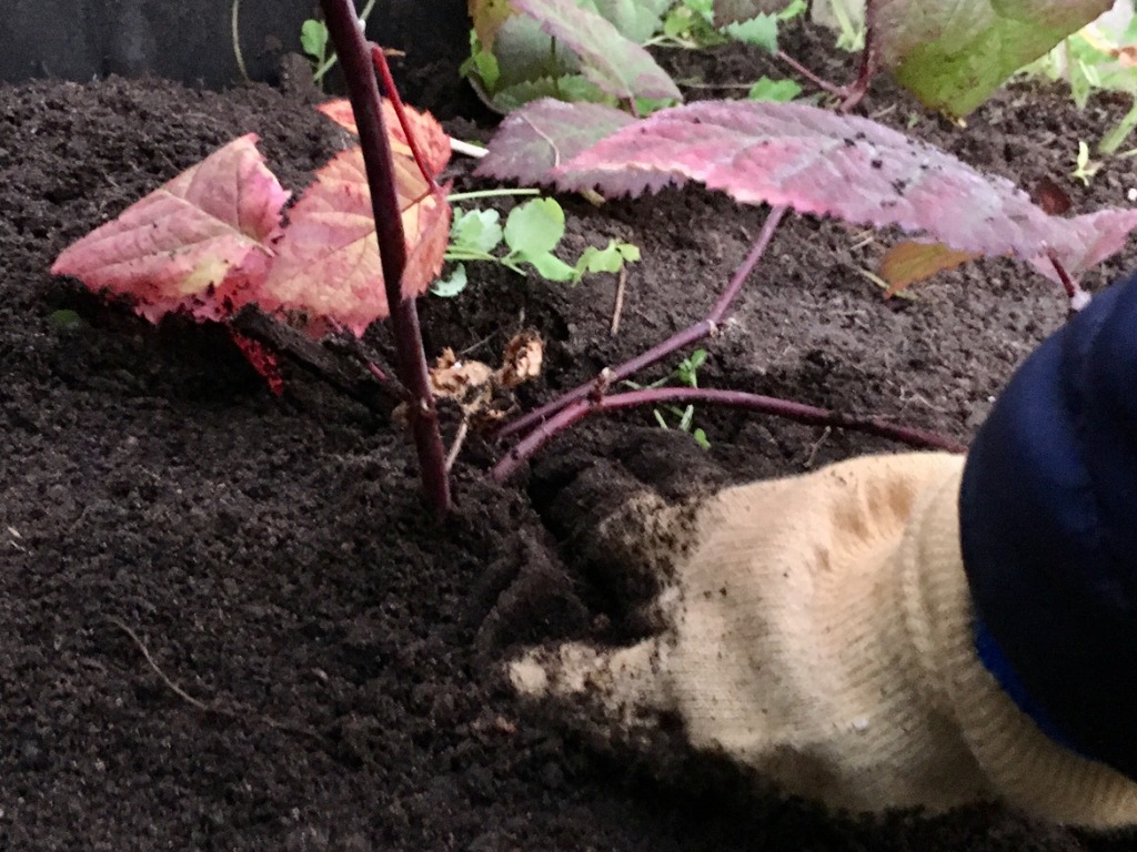someone planting a raspberry seedling into freshly turned soil 