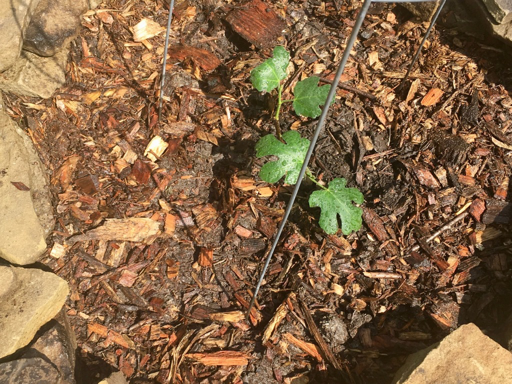 a young Ficus carica seedling inside metal support that has been mulched with woodchip