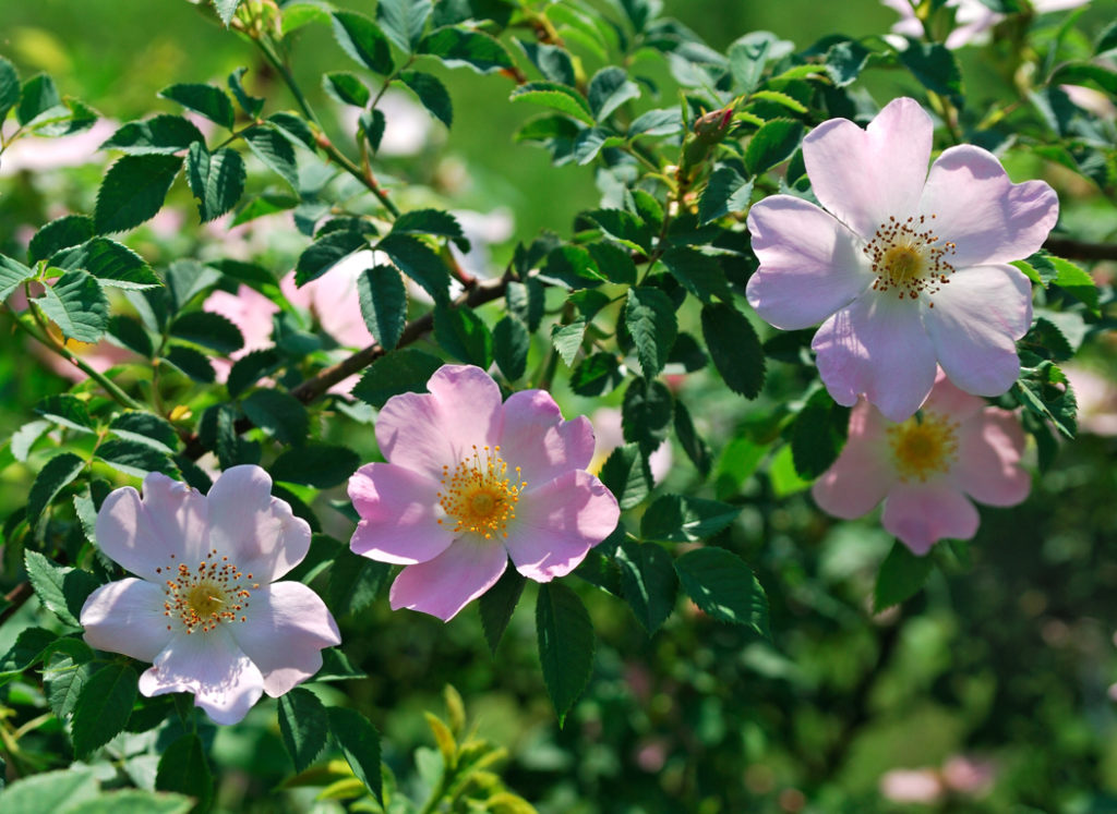 dog rose shrub with white and pink flowers with yellow centres and small green leaves growing outdoors