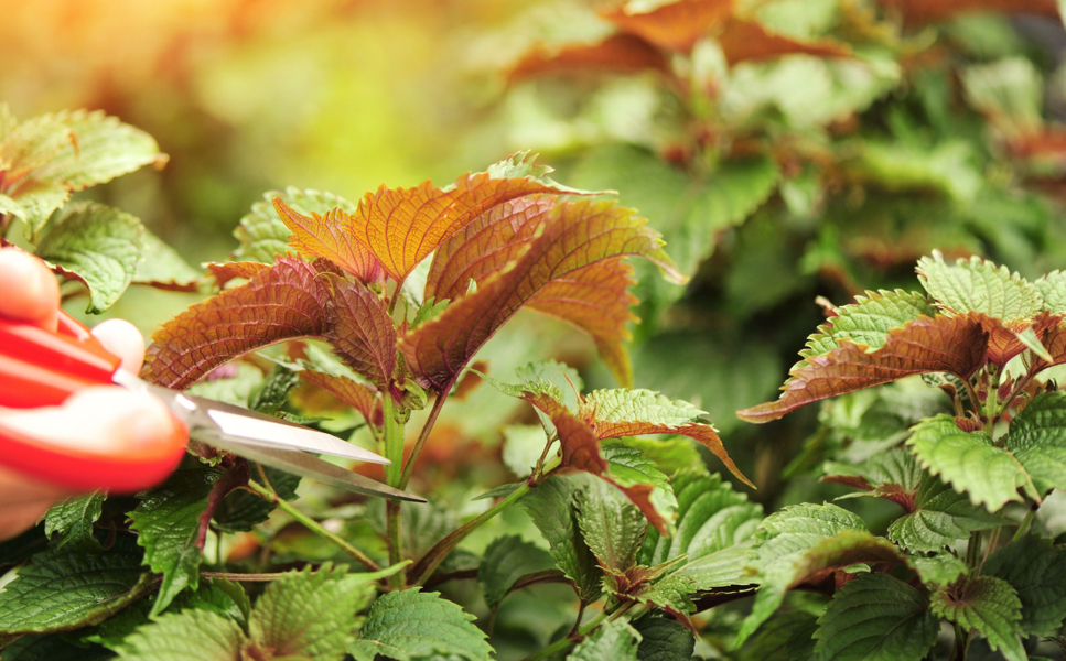someone using red gardening scissors to prune the stem of a green-leaved coleus shrub